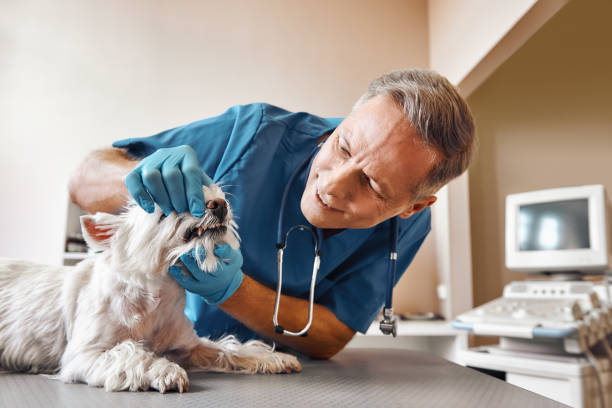 Best Emergency Root Canal Treatment in Lanster, CA